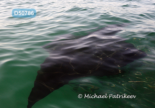 Giant Manta Ray (Mobula birostris)